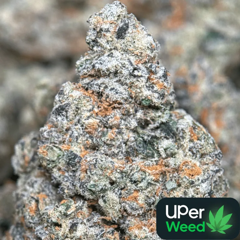 Banana OG photo 10