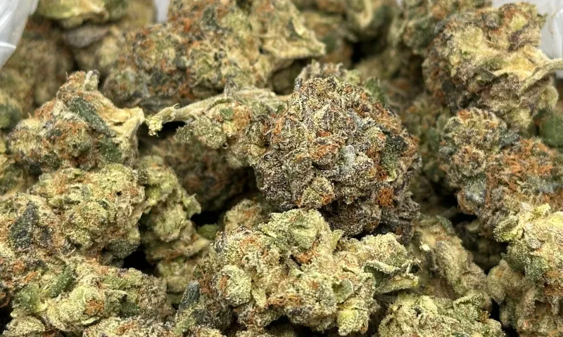 BC Juicy Fruit Sativa photo 3
