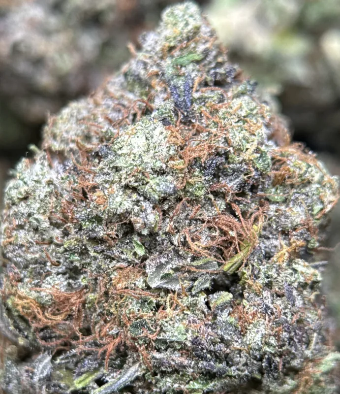 BC Pink Gas photo 2