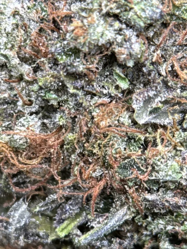 BC Pink Gas photo 9