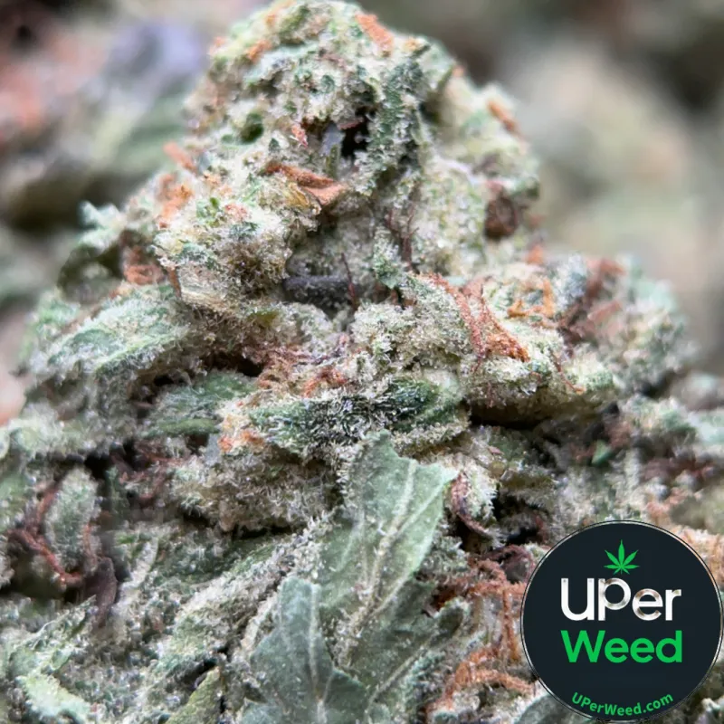 BC Pink Kush - Indica-Dominant Hybrid (THC 31.87%) | UPer Weed Ottawa & Gatineau photo 1