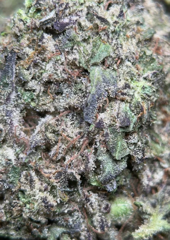 Big Baby Bud photo 8