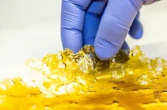 Black Cherry Kush Shatter photo 3