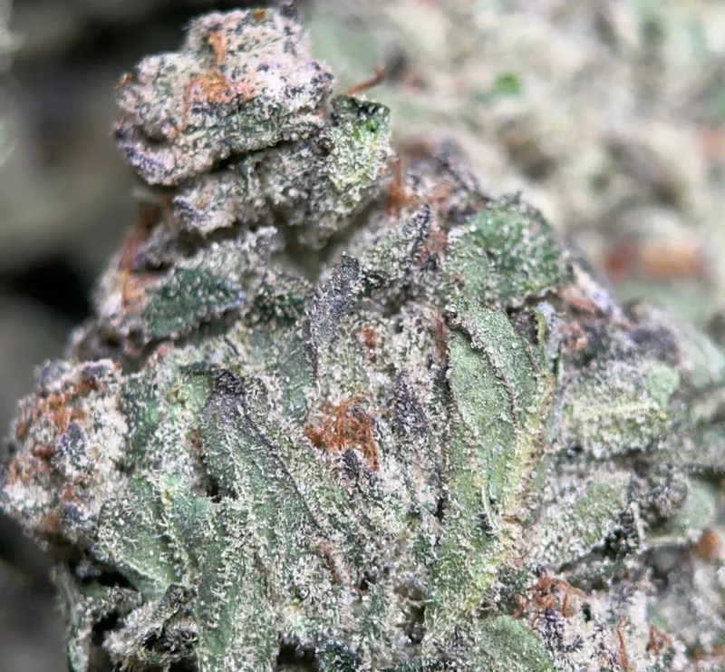 Blue Dream photo 3