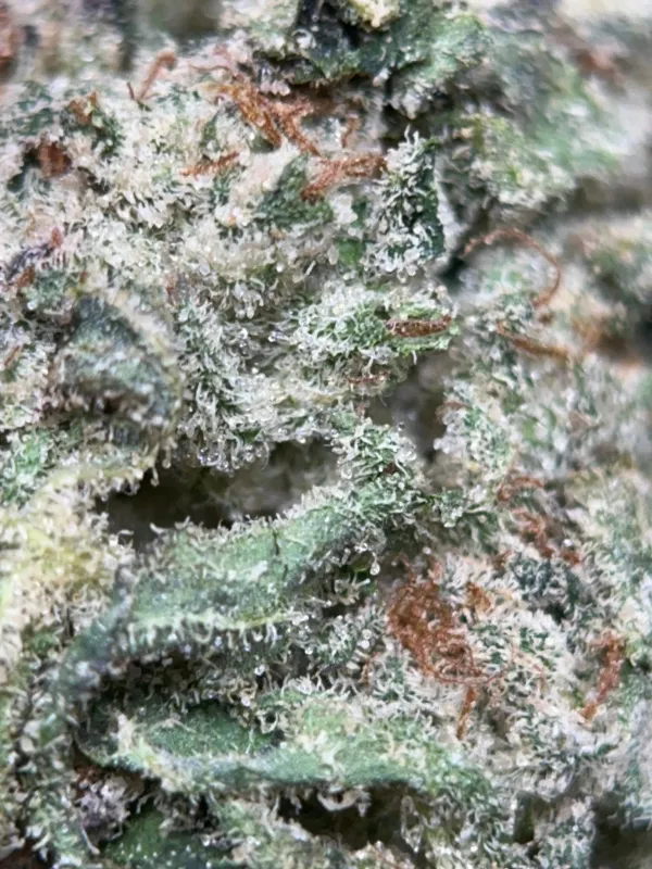 Blue Dream photo 5