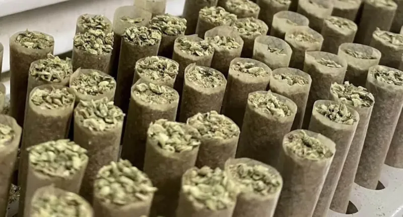 Cannabis Pre Rolls & CBD Pre Rolls photo 2