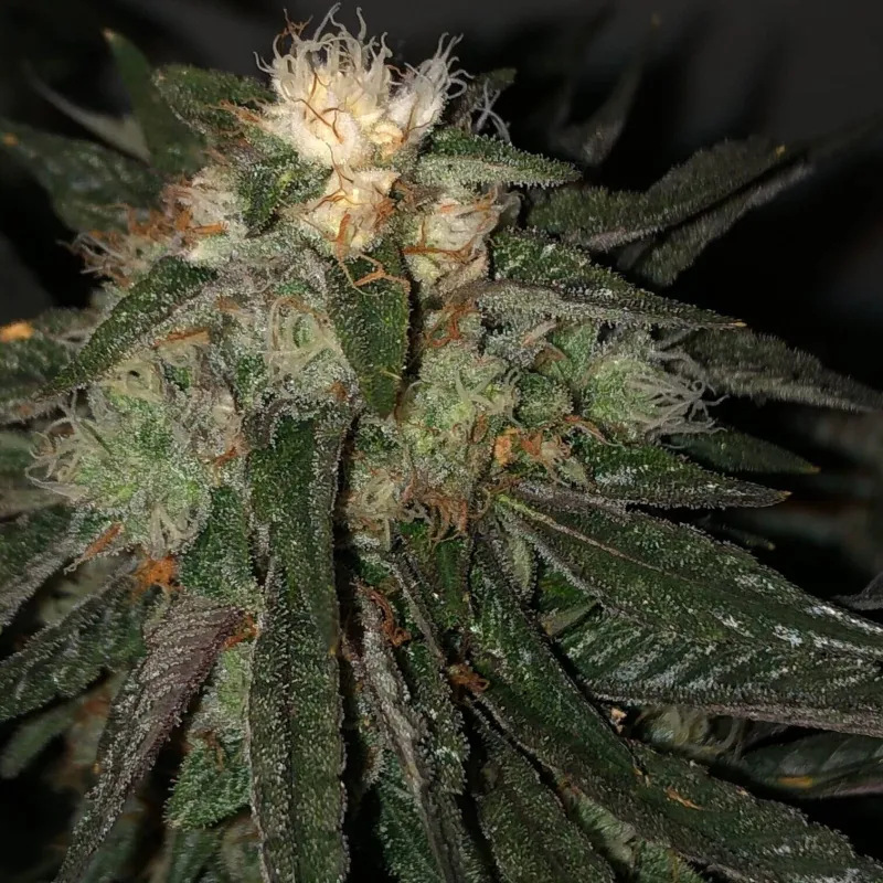Death Bubba Marijuana Strain