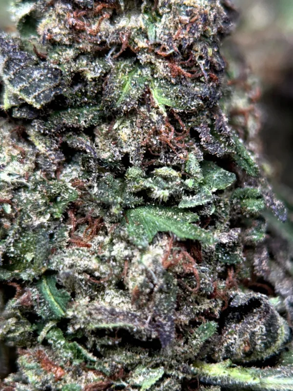 Death Star photo 5