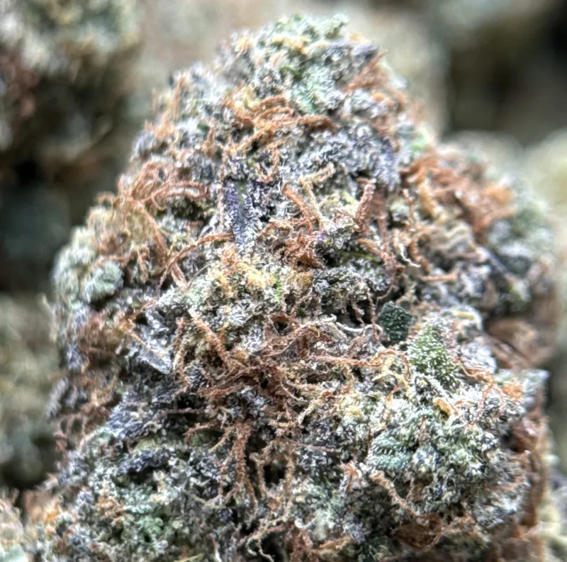 Death Under OG photo 6