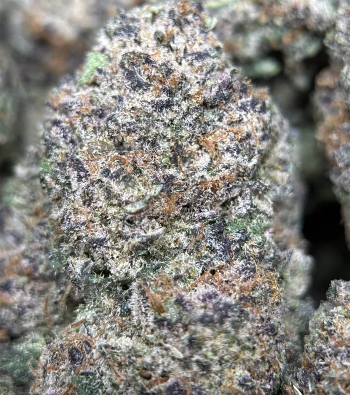 Dynamite Diesel photo 11