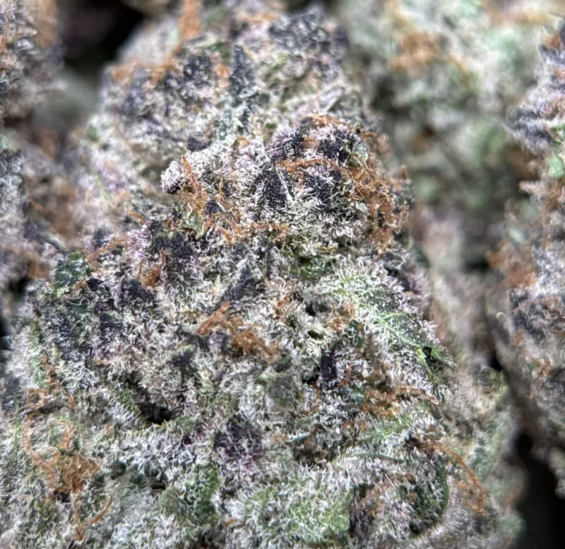 Dynamite Diesel photo 7