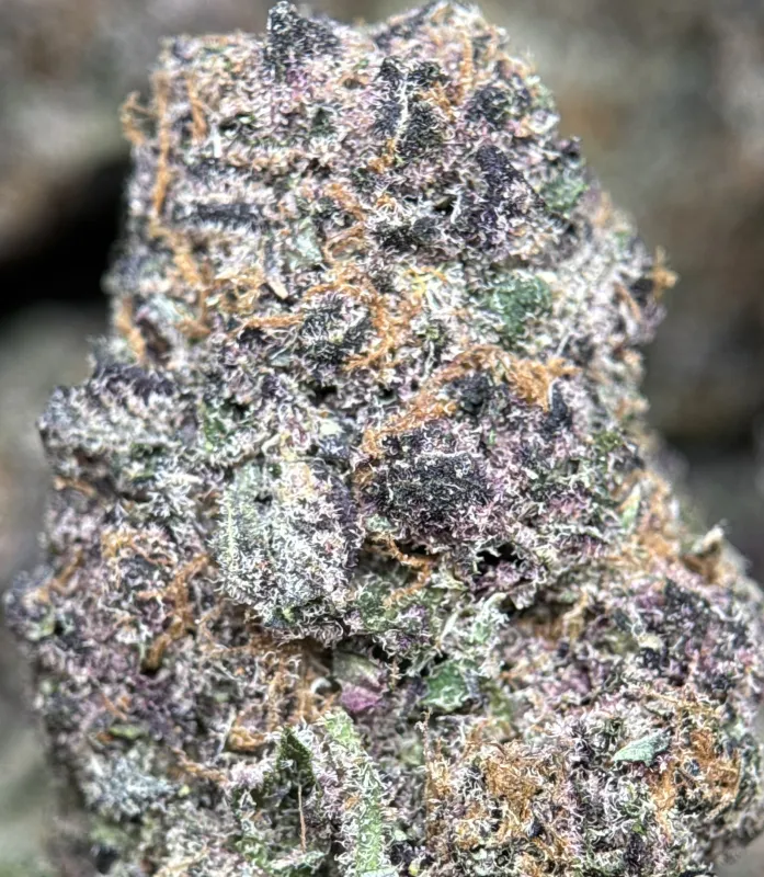Forbidden Diesel photo 3