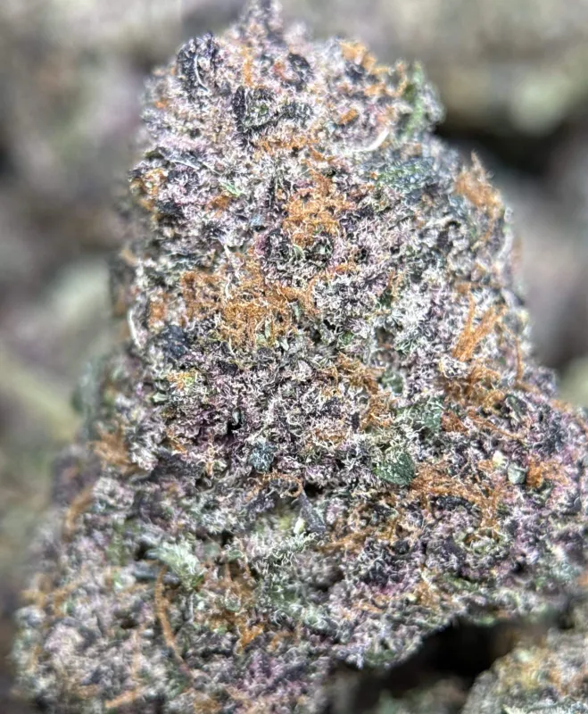 Forbidden Diesel photo 5