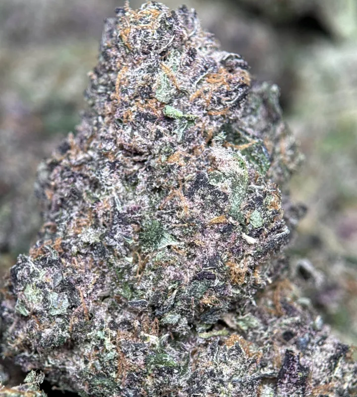 Forbidden Diesel photo 6