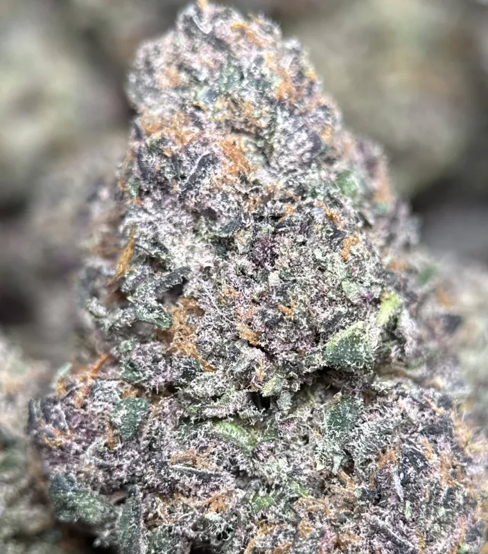 Forbidden Diesel photo 7