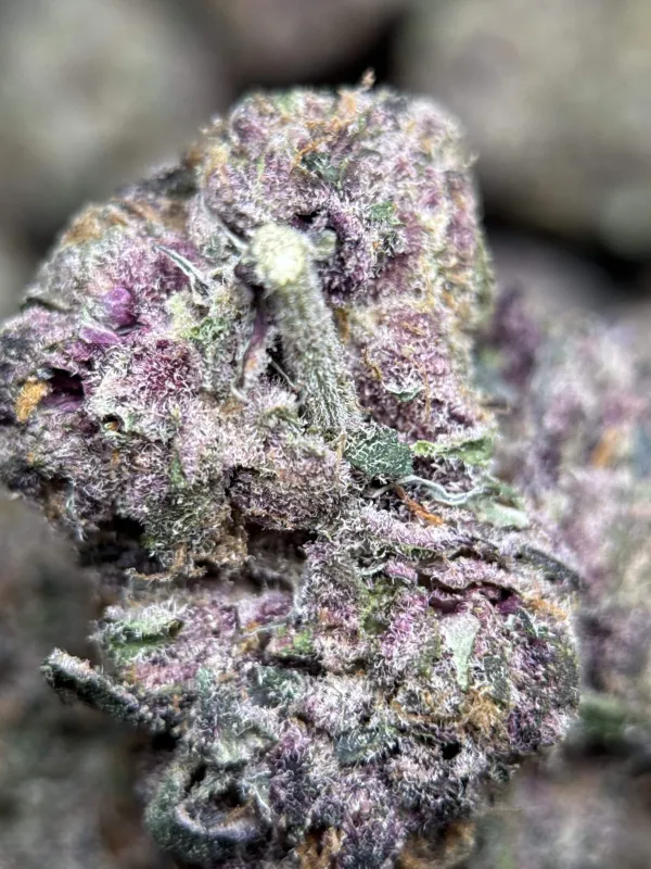Forbidden Diesel photo 8