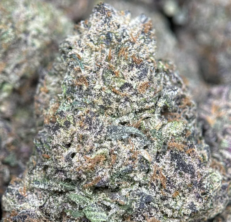 Forbidden Diesel photo 9