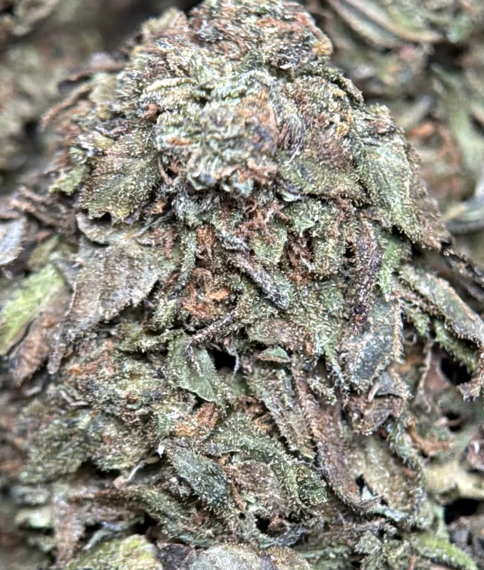 Midnight Cookies photo 2