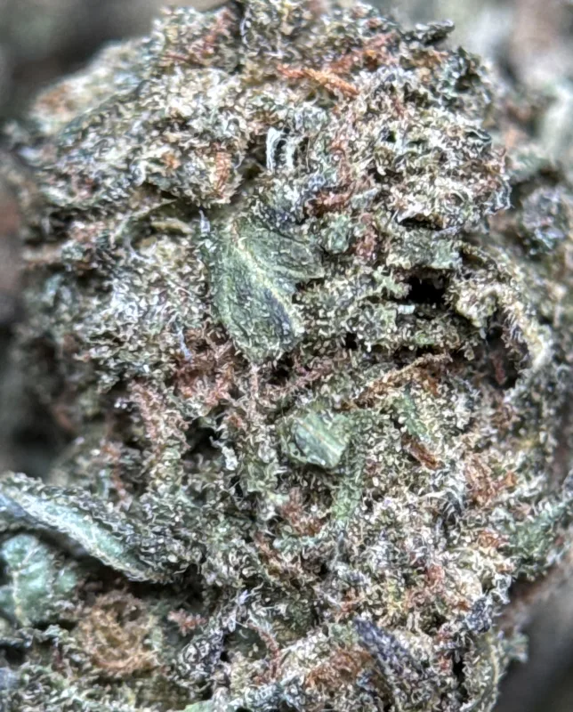 Midnight Cookies photo 3