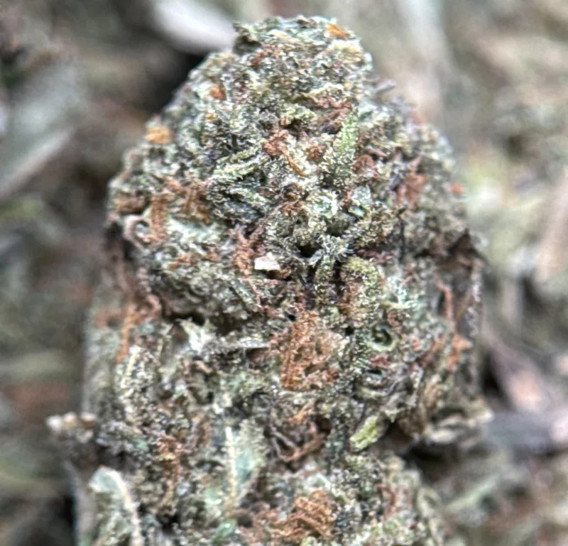 Midnight Cookies photo 4