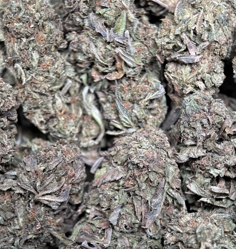 Midnight Cookies photo 5