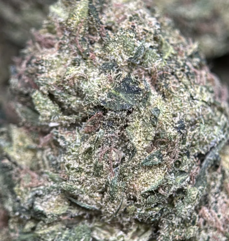 Pink Candy photo 6