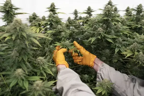 True North vs UperWeed: A Value Shopper's Comparison