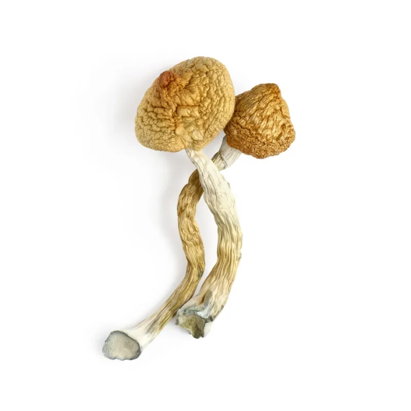 Amazonian Cubensis Dried Mushrooms