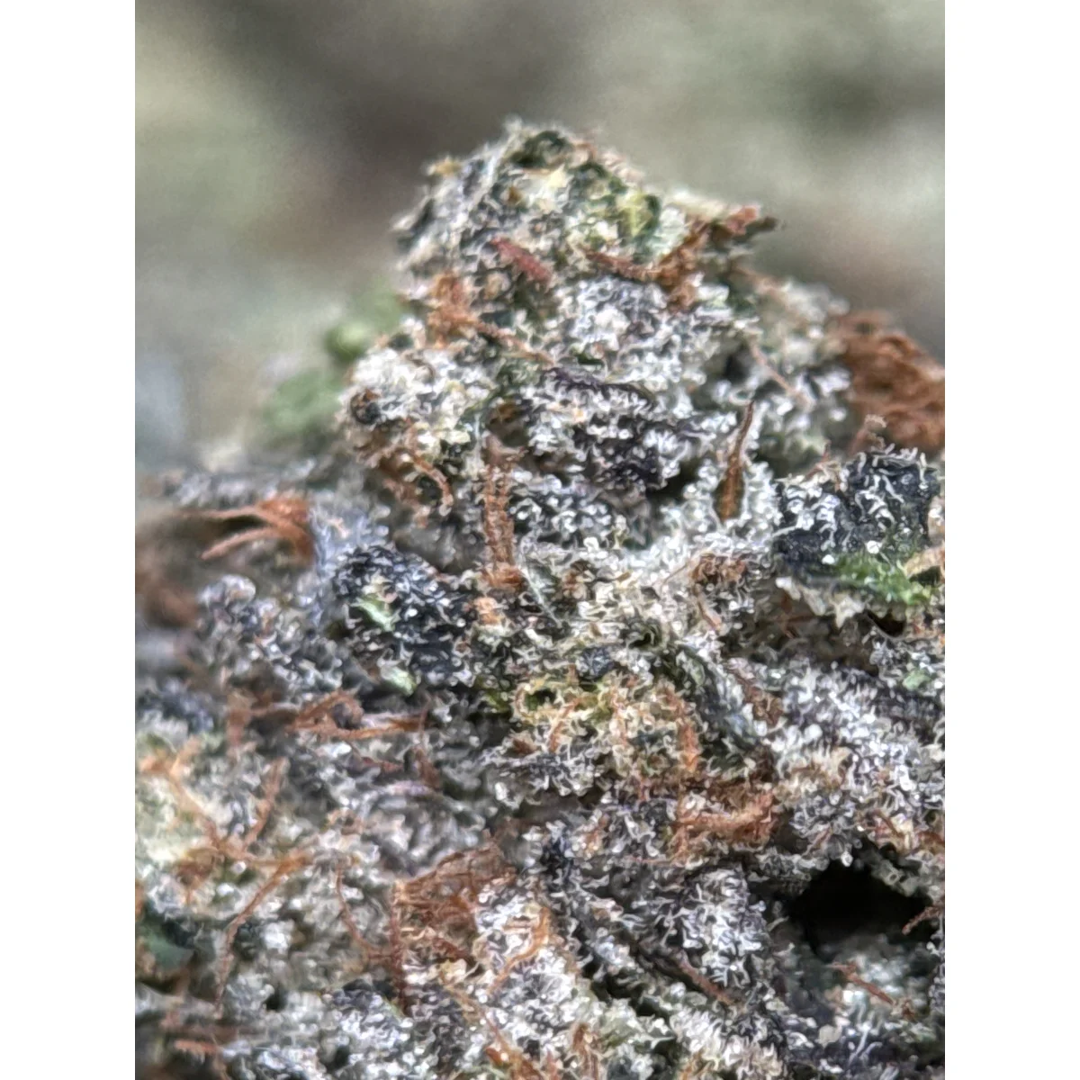 BC Black Tuna photo 2