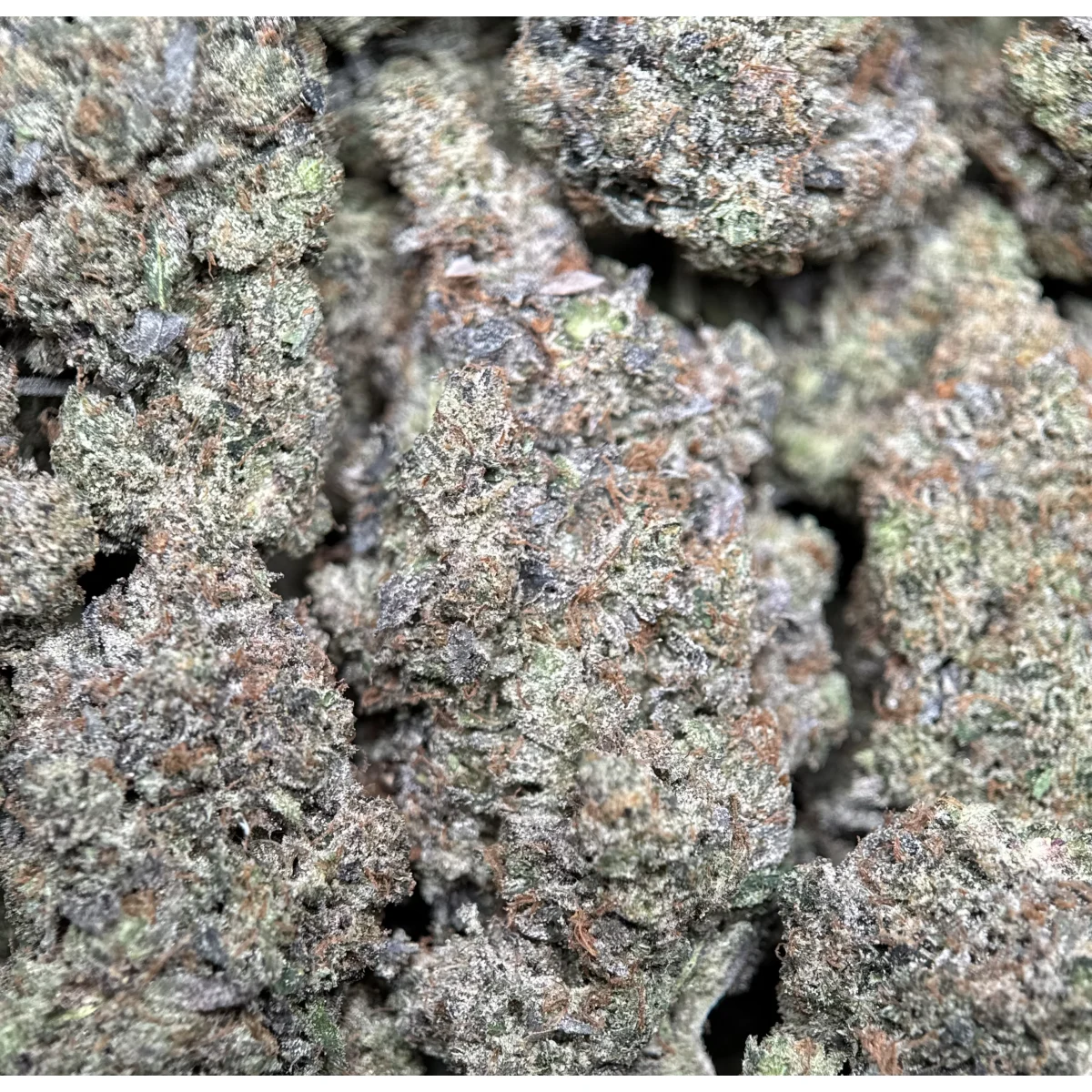 BC Black Tuna photo 3