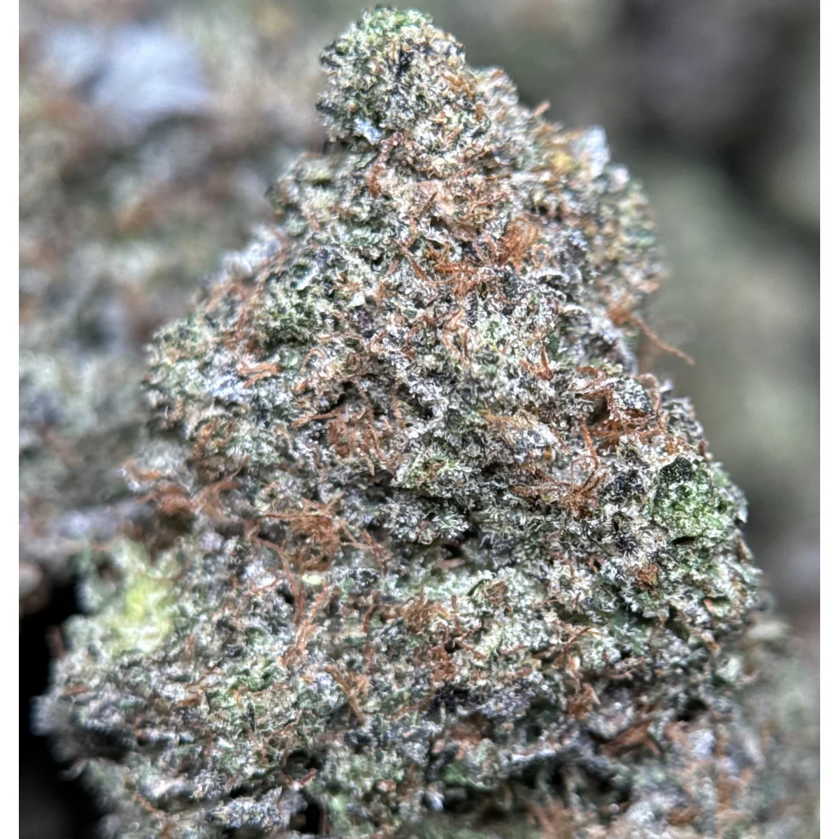 BC Black Tuna photo 5