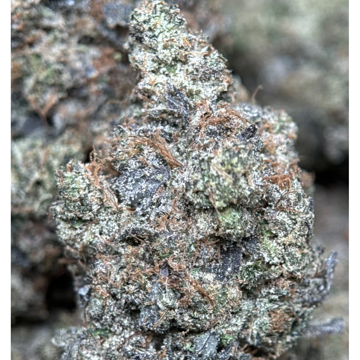 BC Black Tuna photo 6