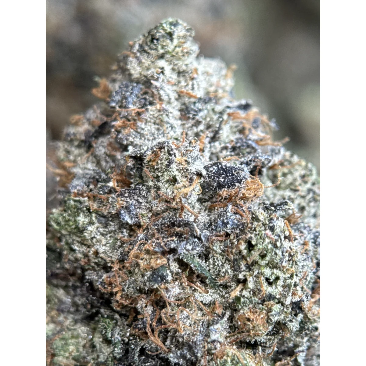 Death Bubba photo 2