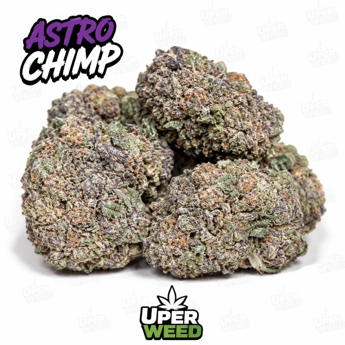Astro Chimp photo 1