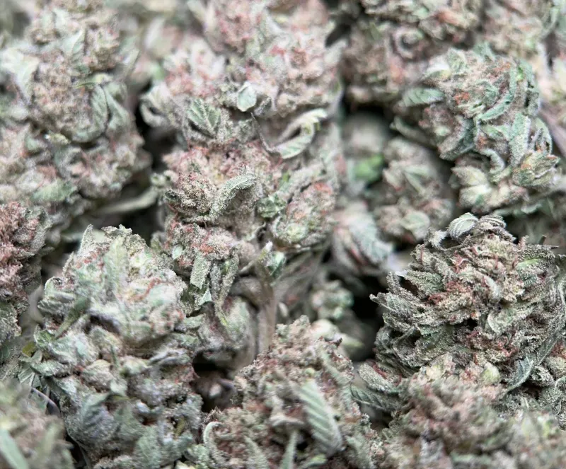 Lemon Pepper photo 2