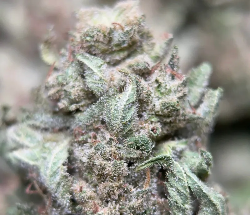 Lemon Pepper photo 4
