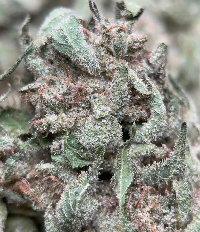 Lemon Pepper photo 5