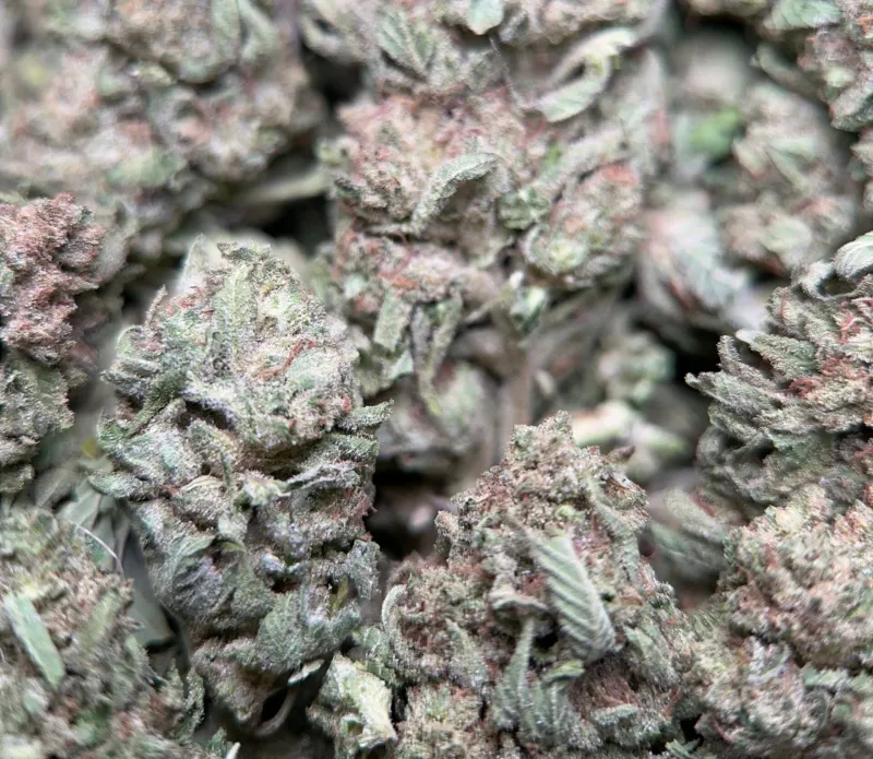 Lemon Pepper photo 6