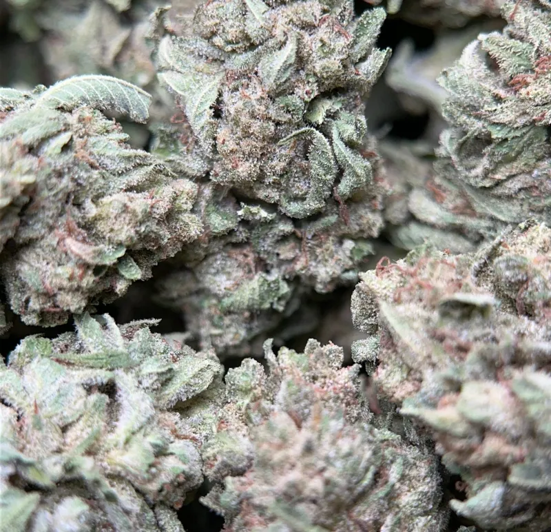 Lemon Pepper photo 8