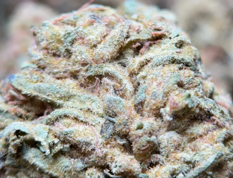 Lemon Skunk Diesel photo 2