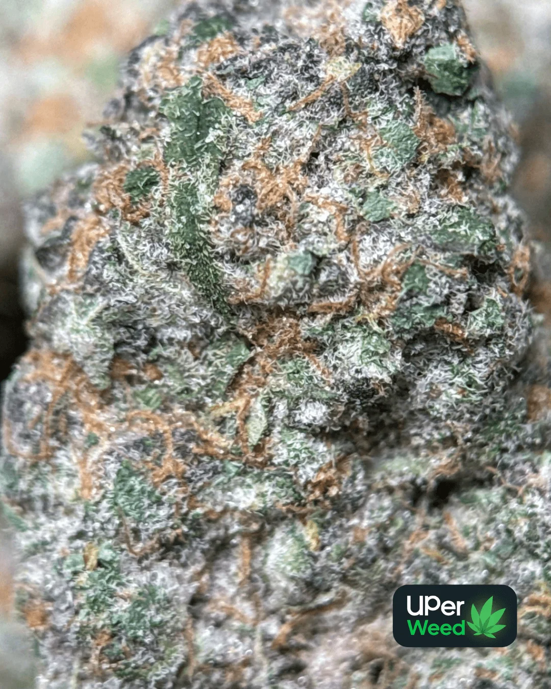 Lemonade Haze photo 2