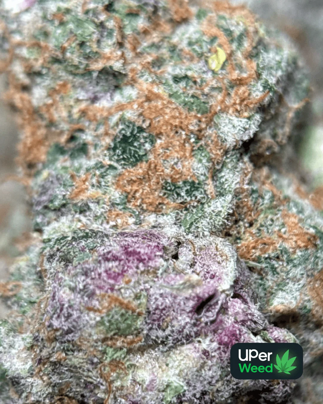 Lemonade Haze photo 3
