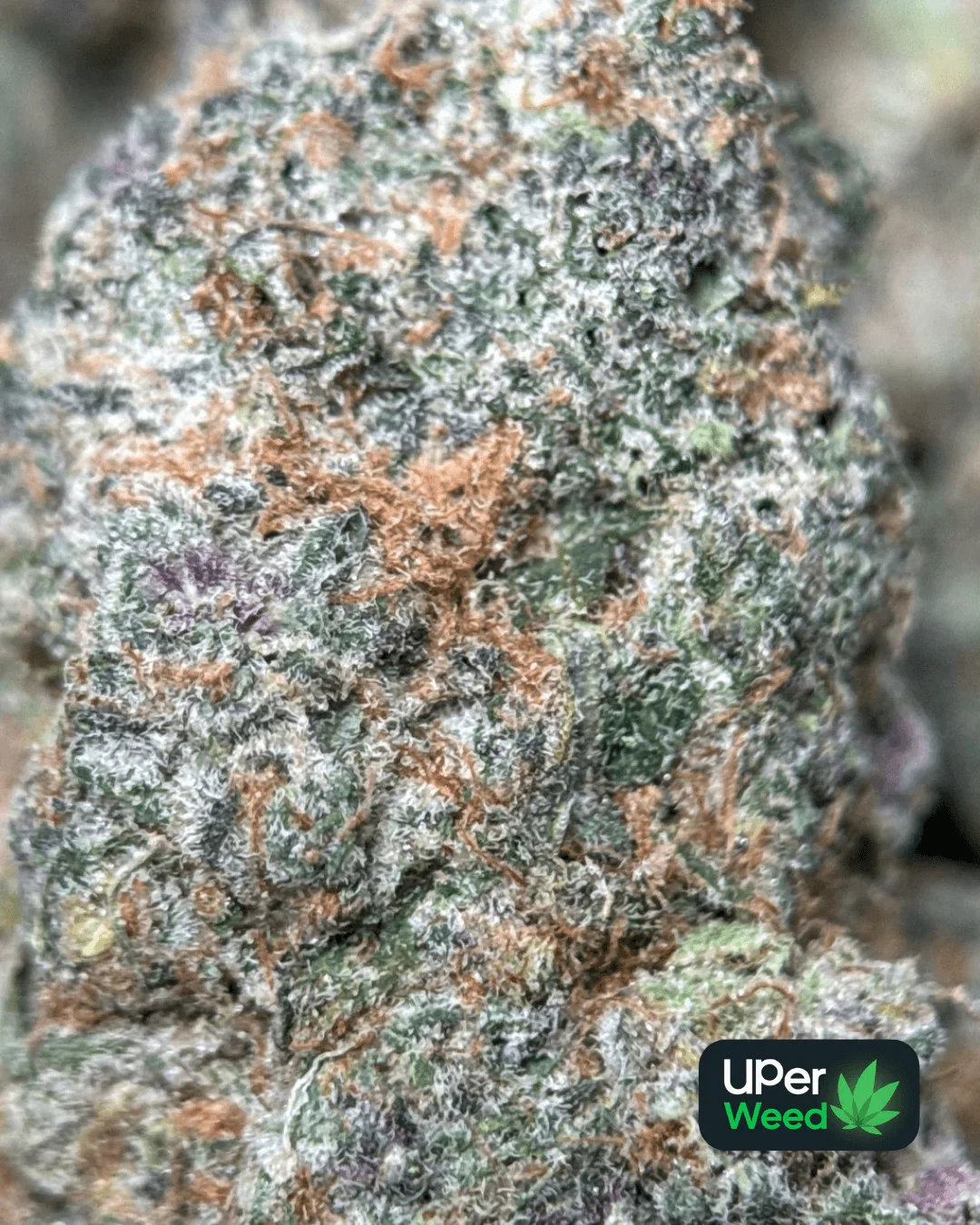 Lemonade Haze photo 4