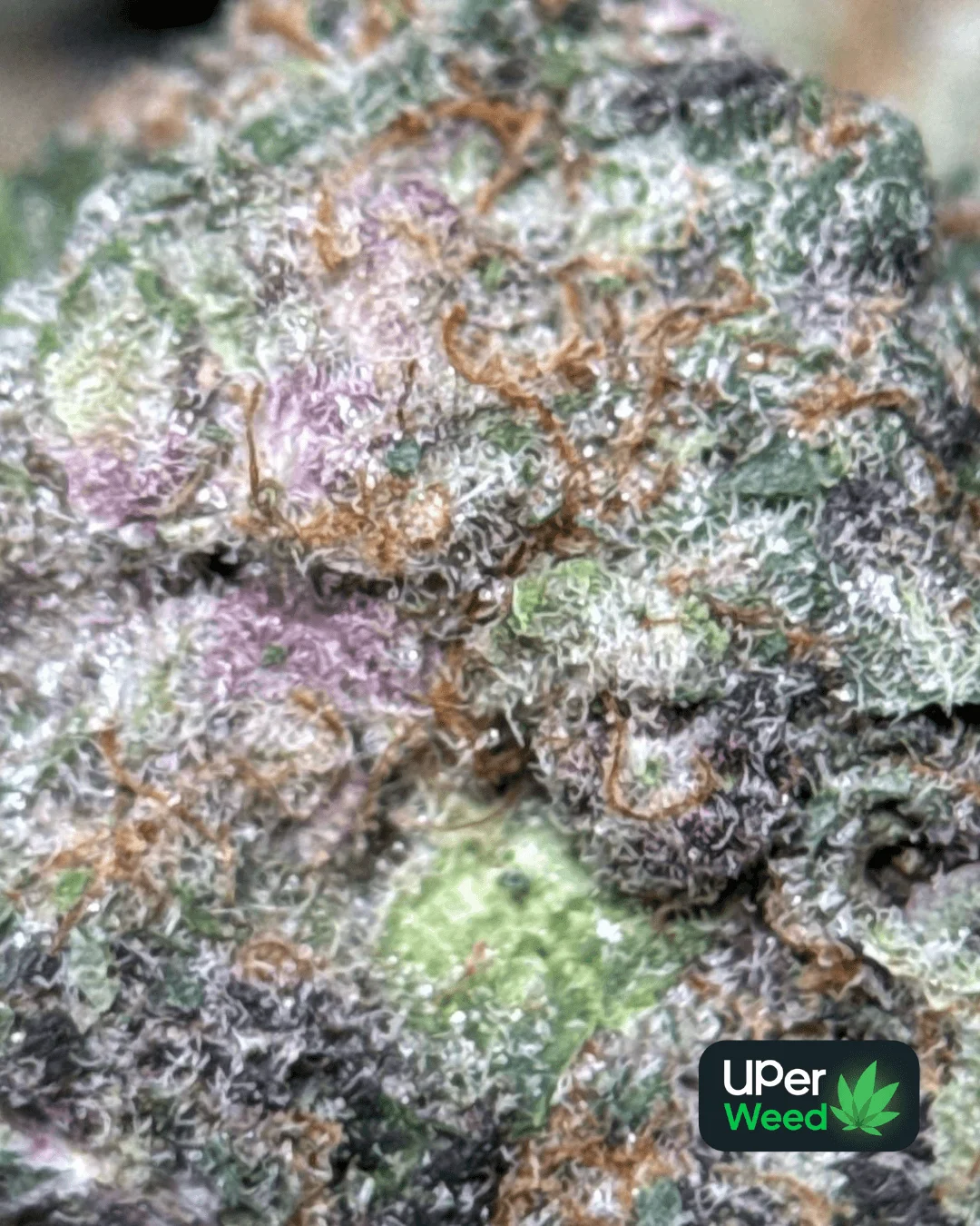Lemonade Haze photo 5