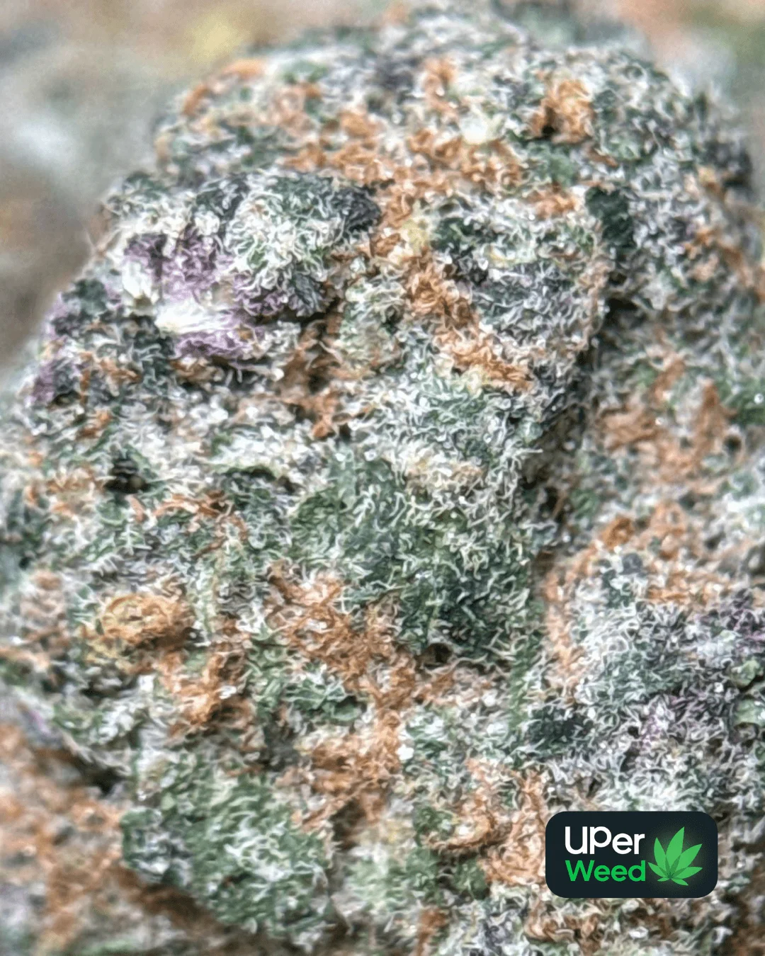 Lemonade Haze photo 6