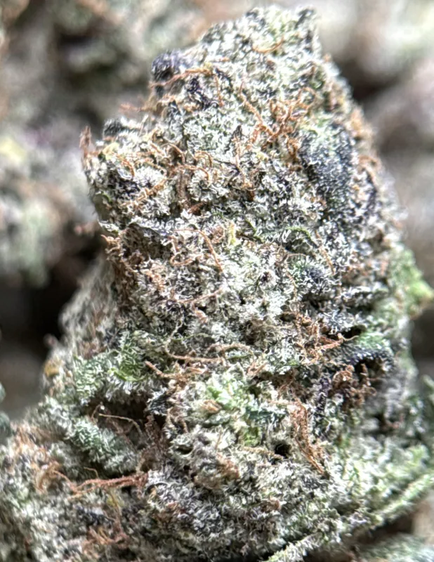 MAC 1 photo 3