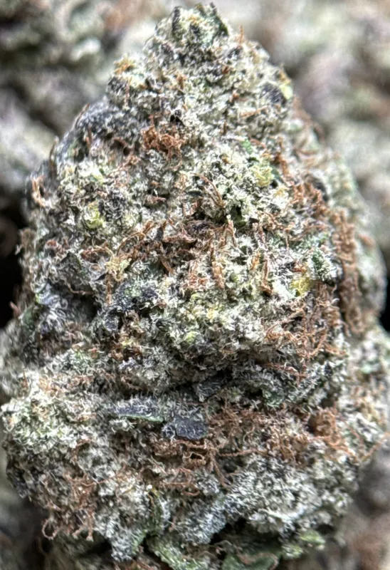 MAC 1 photo 5