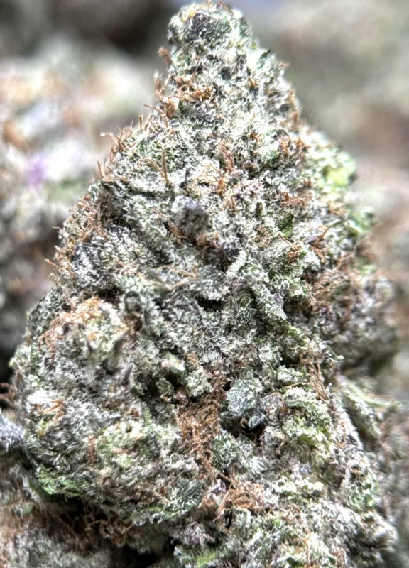 MAC 1 photo 6