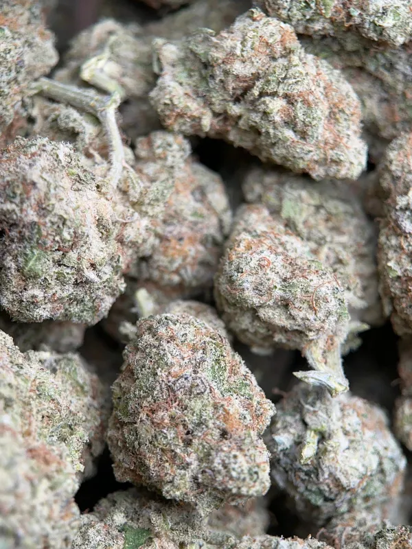 Phoenix Haze photo 2