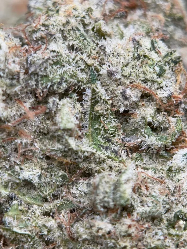 Phoenix Haze photo 3